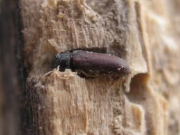 tarli nel legno