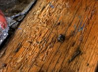 Tarli del legno: cosa sono e come eliminarli