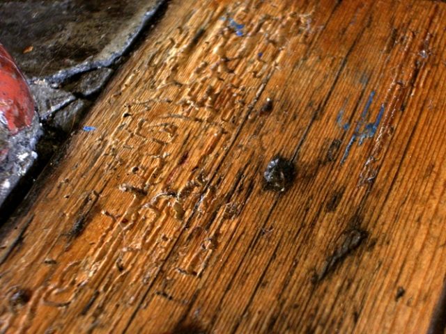 Come eliminare i tarli dal legno?